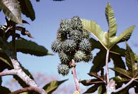 Sympli Black Castor Oil
