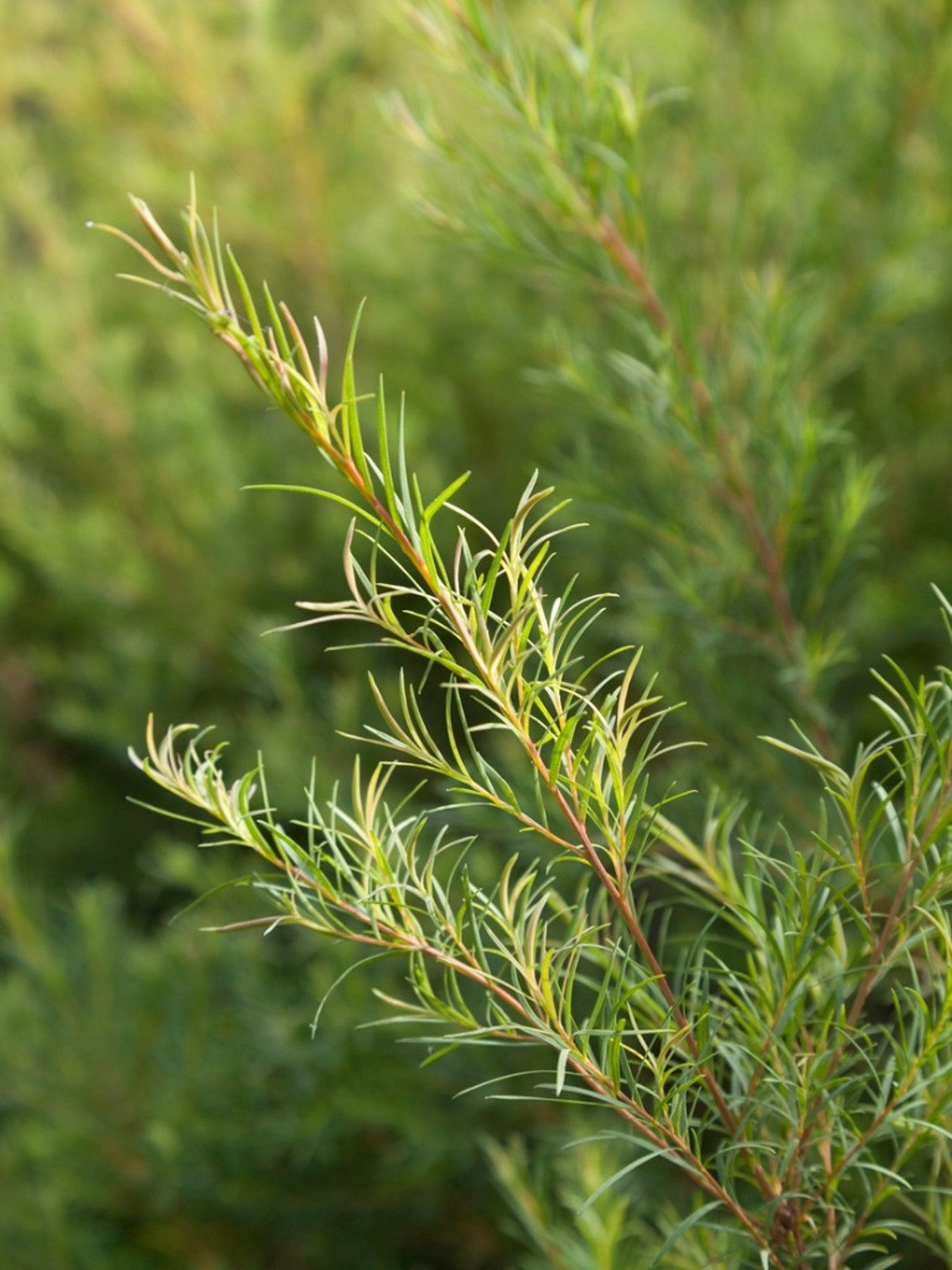 Sympli Tea Tree Oil