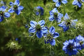 Sympli Black Seed Oil